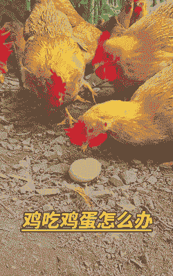 鸡吃什么食物爱下蛋