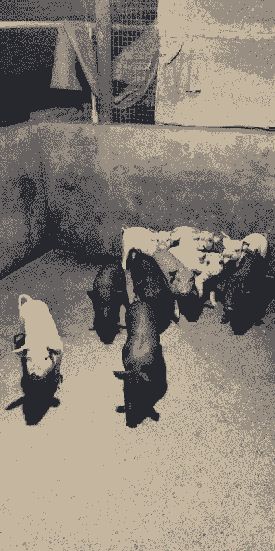 小猪全身发黄什么原因