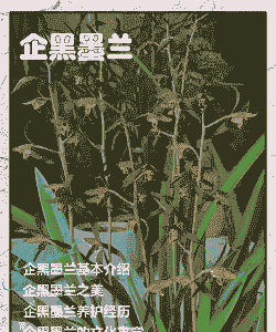 兰花企墨是什么品种