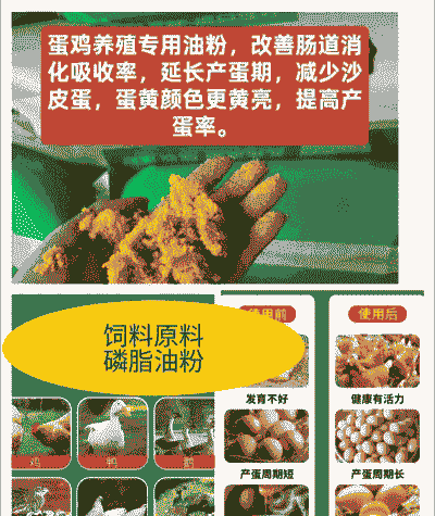 蛋鸡 为什么用磷脂