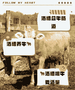 饲料喂牛有什么危害