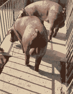 公猪精子为什么死精