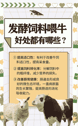 饲料对牛有什么好处