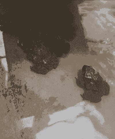 养殖石蛙用什么草