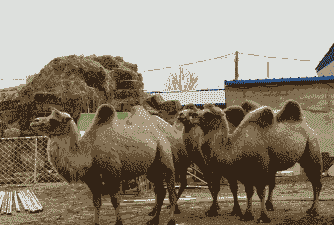 养殖骆驼能干什么