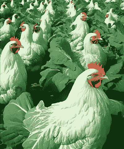 绿色的鸡是什么品种