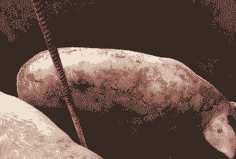 为什么猪身上会紫