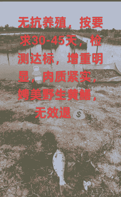 无抗养殖模式是什么