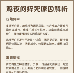 鸡为什么会忽然死