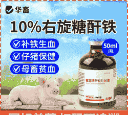 给小猪补血什么药好