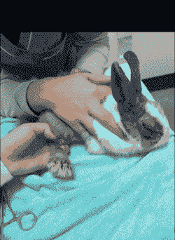 兔子为什么会得脚螨