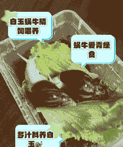 白玉蜗牛养殖中吃什么