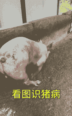 猪发抖是什么问题