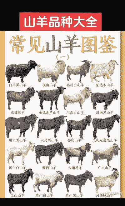 农村养的羊什么品种