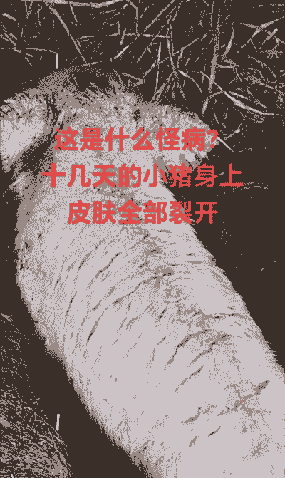 母猪背上裂口是什么病