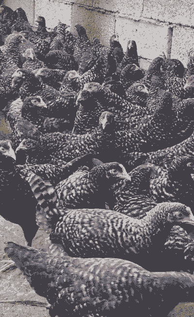 山西适合养殖什么鸡