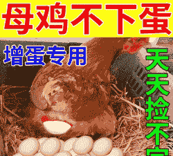 鸡不下蛋吃什么饲料