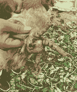 鸡全身肿胀是什么病