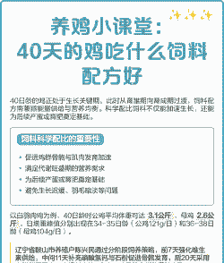 肉鸡吃什么提料快