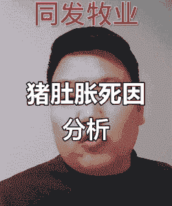 猪肚子胀死亡什么病