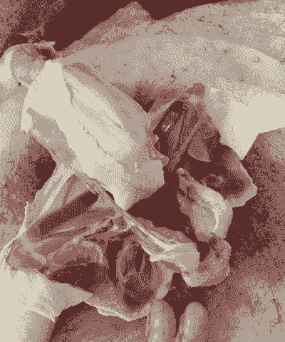 家养鸡喂什么肉好吃