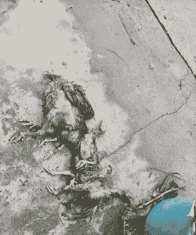 肉鸡得了什么病死亡亮