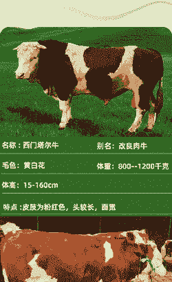 东北养肉牛什么品种最好