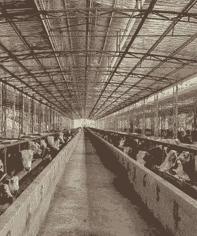 为什么严查养殖场