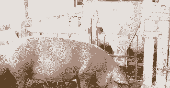 江西正邦养殖什么猪