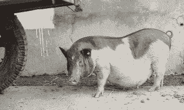 海南适合养什么品种猪