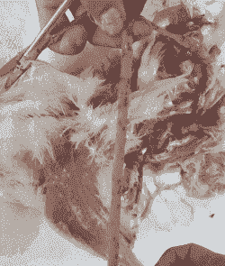 球虫什么温度会死亡