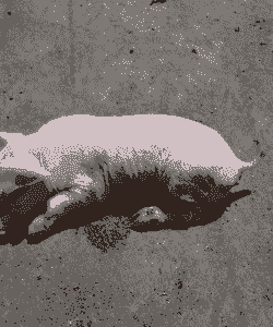 小猪全身发黄是什么病