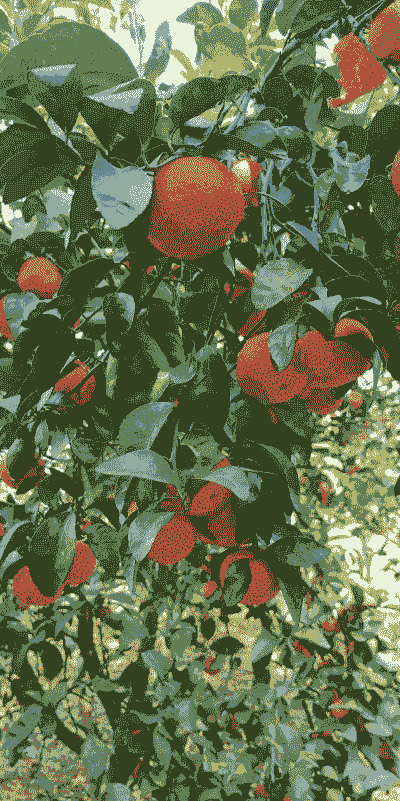 种植什么水果最赚钱吗