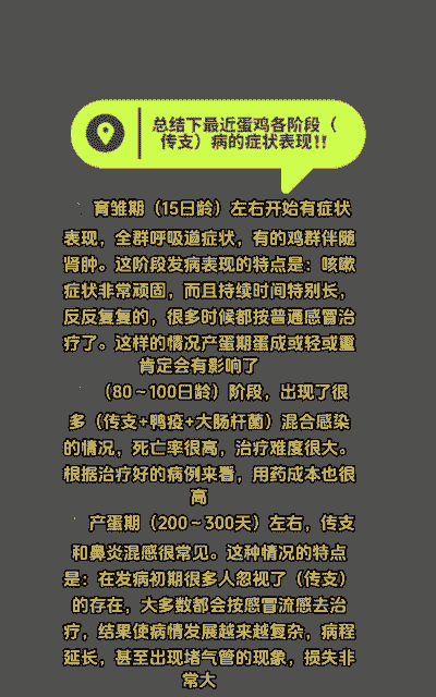 蛋鸡传支有什么症状
