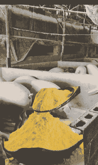 养猪场都喂什么