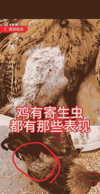 鸡寄生虫什么症状