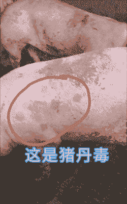 猪盐中毒有什么症状