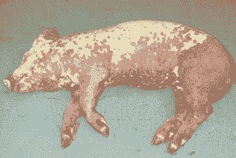 猪的圆环病毒是什么