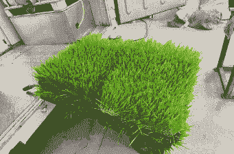 什么草适合饲养牛羊