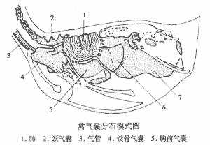 鸡的气囊在什么位置