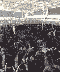 广东养什么品种的羊