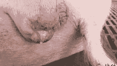 母猪子宫有炎症要什么