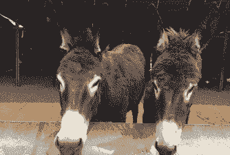 驴喂什么长的快