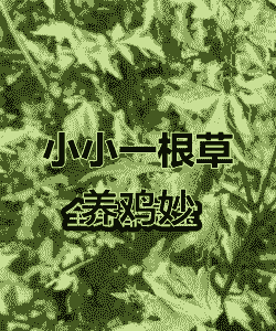 养鸡喂什么草长得最快