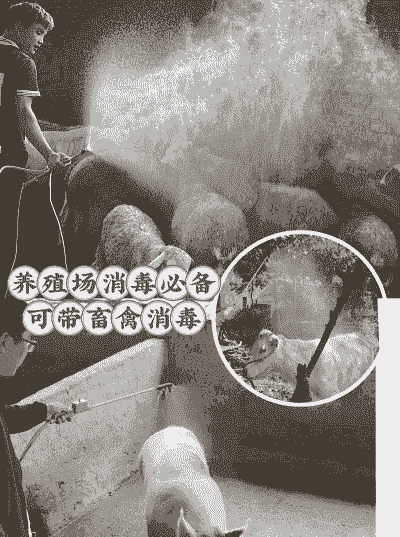 带猪消毒用什么最好