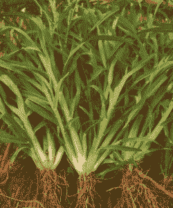 山东养牛种什么草种好