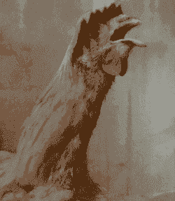 鸡张嘴喘气是什么病