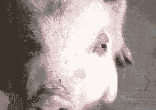 小猪水肿是什么样