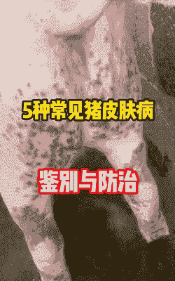 猪仔身上发红是什么毛病