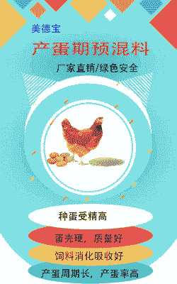 产蛋鸡应喂什么食物